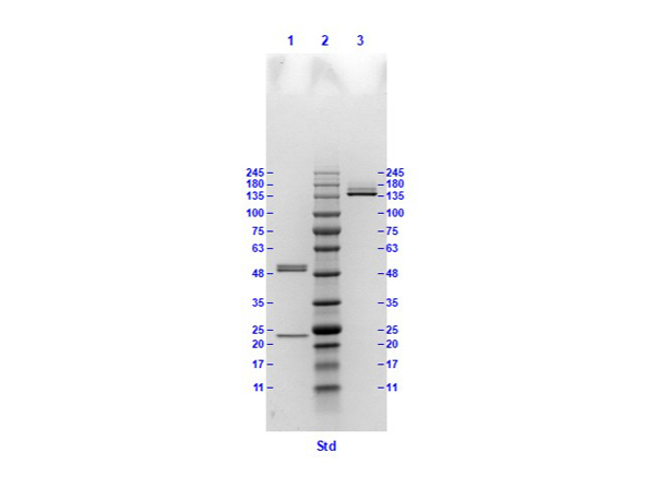 SDS results of HA clone 18A4